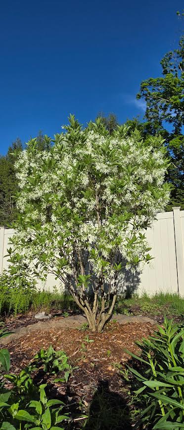 Garden Maintenance in Merrimack, NH