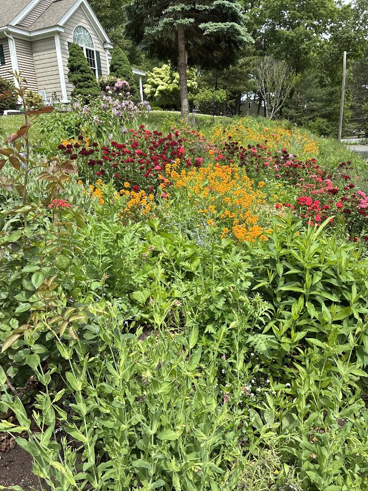 Over the past three years, we've created more than 5,000 square feet of thriving wildflower gardens, filled with blooms that provide continuous color while supporting bees, butterflies, and other important pollinators. It's amazing to see how the plantings have matured into a vibrant tapestry of reds, oranges, purples, and yellows. While admiring the gardens, I joked with our client, 