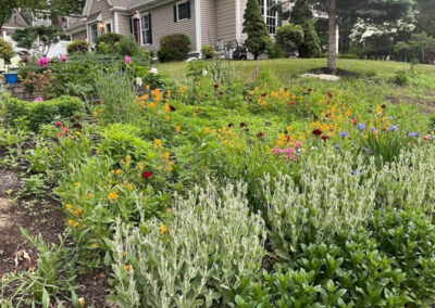 Wildflower Garden Maintenance in Littleton, MA.
