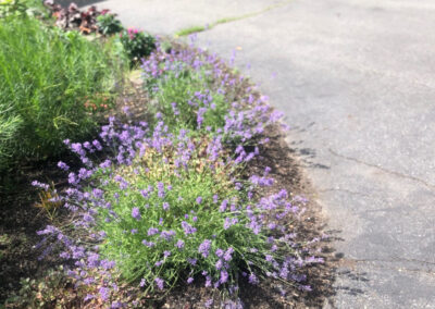 Garden Installation in Dracut, MA Progress Report