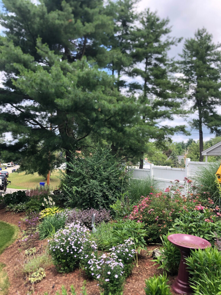 Garden Design in Hudson, NH Progress Report These 1-year-old Hudson, NH sun and shade gardens are looking marvelous!!