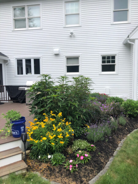 Garden Installation in Amherst, NH Progress Report We returned to visit this one-year-old Purple Amherst, NH Garden and the results are good!