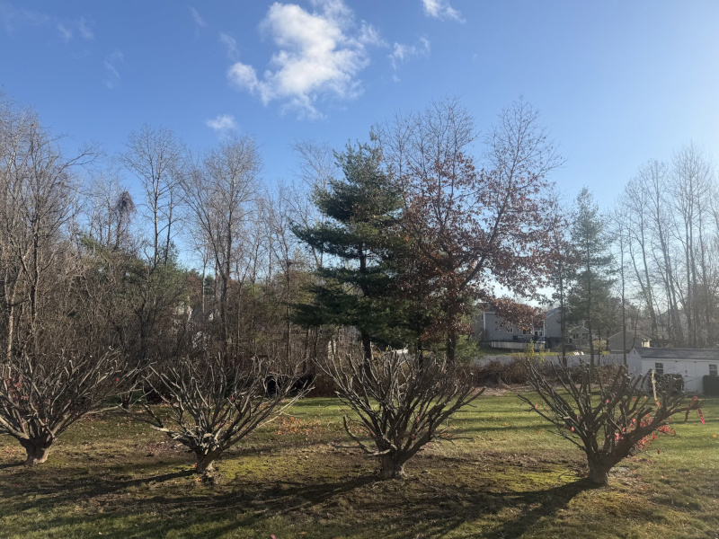 Shrub Pruning in Townsend, MA