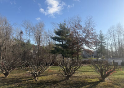 Shrub Pruning in Townsend, MA Our client in Townsend, MA asked for a fresh “haircut” for his long row of mature Burning Bushes. After he placed marking ribbons to indicate his ideal height, we carefully shaped all seven shrubs to match his vision. In just an hour and a half, the entire wall was transformed — shorter, cleaner, and beautifully uniform. The client was thrilled with the new look! Greenleaf’s Garden Design — creating clean lines, healthy plants, and happy clients.