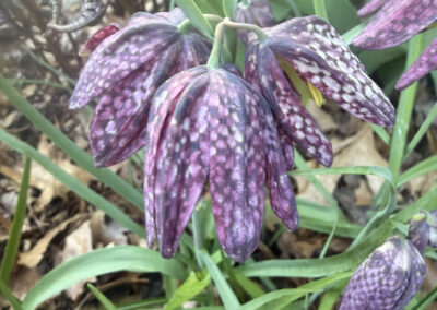 Spring bulbs are one of the greatest rewards in gardening. After a long New England winter, these incredible flowers emerge with vibrant colors, unique textures, and joyful energy that instantly transforms a garden.