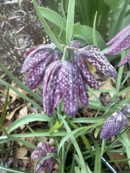 Spring bulbs are one of the greatest rewards in gardening. After a long New England winter, these incredible flowers emerge with vibrant colors, unique textures, and joyful energy that instantly transforms a garden.