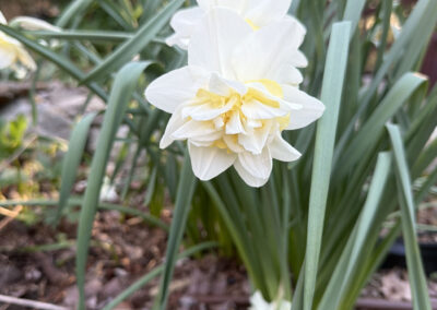 Spring bulbs are one of the greatest rewards in gardening. After a long New England winter, these incredible flowers emerge with vibrant colors, unique textures, and joyful energy that instantly transforms a garden.