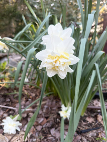 Spring bulbs are one of the greatest rewards in gardening. After a long New England winter, these incredible flowers emerge with vibrant colors, unique textures, and joyful energy that instantly transforms a garden.