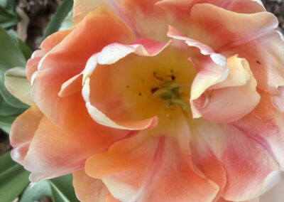 Spring bulbs are one of the greatest rewards in gardening. After a long New England winter, these incredible flowers emerge with vibrant colors, unique textures, and joyful energy that instantly transforms a garden.