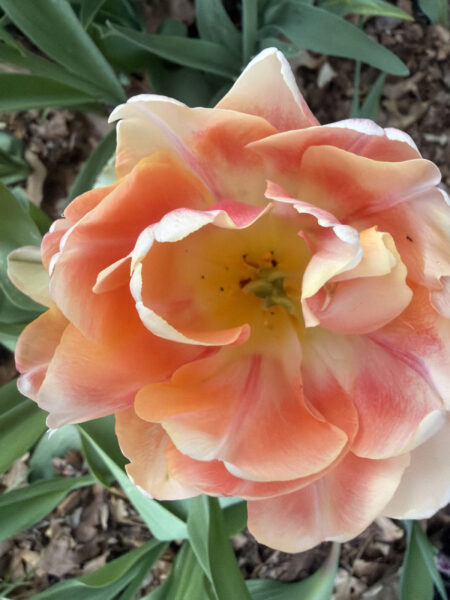 Spring bulbs are one of the greatest rewards in gardening. After a long New England winter, these incredible flowers emerge with vibrant colors, unique textures, and joyful energy that instantly transforms a garden.