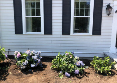 Garden Design and Installation - Andover, MA On a blistering hot morning, we removed 6 boxwoods and planted 7 hydrangeas. After 3 hours of driving to three nurseries, the best sizes and blooming styles were selected. With temperatures rising, deep watering and mulching are key to help them thrive. Excited for the stunning results ahead! Greenleaf’s Garden Design specializes in Garden Design, Maintenance, and Installation within 45 miles of Tyngsboro MA.