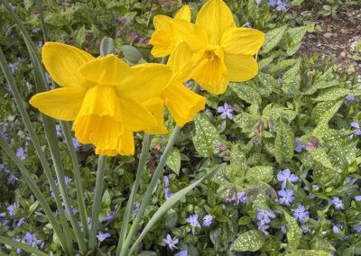 Spring bulbs are one of the greatest rewards in gardening. After a long New England winter, these incredible flowers emerge with vibrant colors, unique textures, and joyful energy that instantly transforms a garden.
