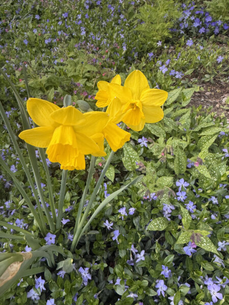 Spring bulbs are one of the greatest rewards in gardening. After a long New England winter, these incredible flowers emerge with vibrant colors, unique textures, and joyful energy that instantly transforms a garden.