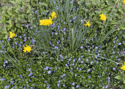 Spring bulbs are one of the greatest rewards in gardening. After a long New England winter, these incredible flowers emerge with vibrant colors, unique textures, and joyful energy that instantly transforms a garden.