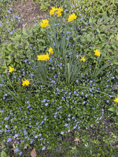 Spring bulbs are one of the greatest rewards in gardening. After a long New England winter, these incredible flowers emerge with vibrant colors, unique textures, and joyful energy that instantly transforms a garden.