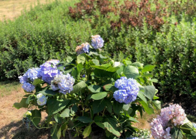 Garden Design and Installation - Andover, MA On a blistering hot morning, we removed 6 boxwoods and planted 7 hydrangeas. After 3 hours of driving to three nurseries, the best sizes and blooming styles were selected. With temperatures rising, deep watering and mulching are key to help them thrive. Excited for the stunning results ahead! Greenleaf’s Garden Design specializes in Garden Design, Maintenance, and Installation within 45 miles of Tyngsboro MA.