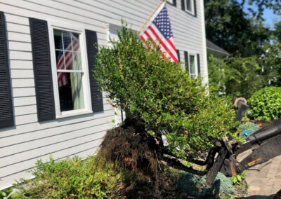 Garden Design and Installation - Andover, MA On a blistering hot morning, we removed 6 boxwoods and planted 7 hydrangeas. After 3 hours of driving to three nurseries, the best sizes and blooming styles were selected. With temperatures rising, deep watering and mulching are key to help them thrive. Excited for the stunning results ahead! Greenleaf’s Garden Design specializes in Garden Design, Maintenance, and Installation within 45 miles of Tyngsboro MA.