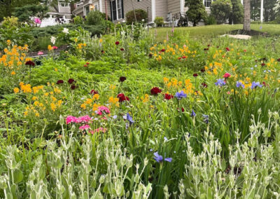 Wildflower Garden Maintenance in Littleton, MA.