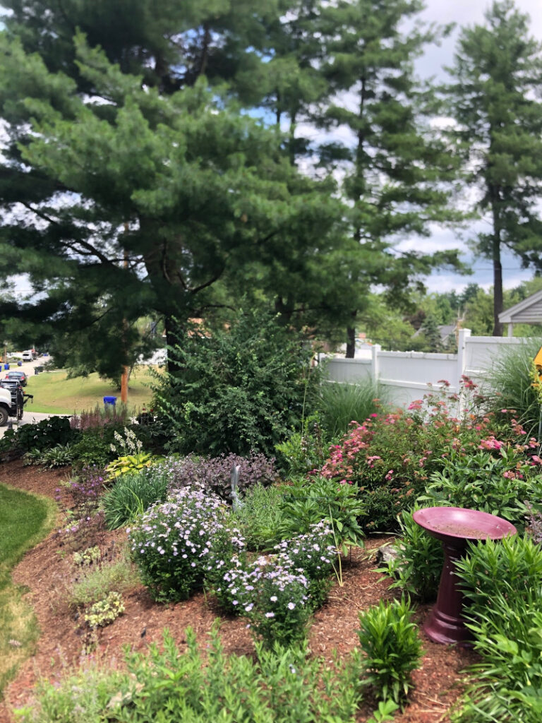 These 1-year-old Hudson, NH sun and shade gardens are looking marvelous!!