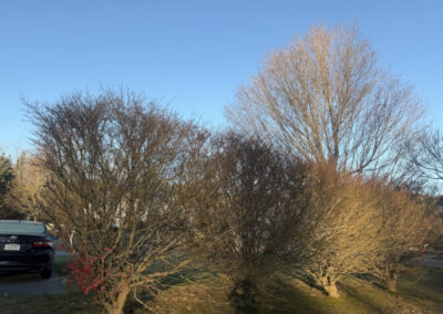 Shrub Pruning in Townsend, MA Our client in Townsend, MA asked for a fresh “haircut” for his long row of mature Burning Bushes. After he placed marking ribbons to indicate his ideal height, we carefully shaped all seven shrubs to match his vision. In just an hour and a half, the entire wall was transformed — shorter, cleaner, and beautifully uniform. The client was thrilled with the new look! Greenleaf’s Garden Design — creating clean lines, healthy plants, and happy clients.