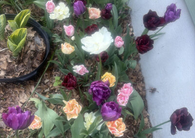 Spring bulbs are one of the greatest rewards in gardening. After a long New England winter, these incredible flowers emerge with vibrant colors, unique textures, and joyful energy that instantly transforms a garden.