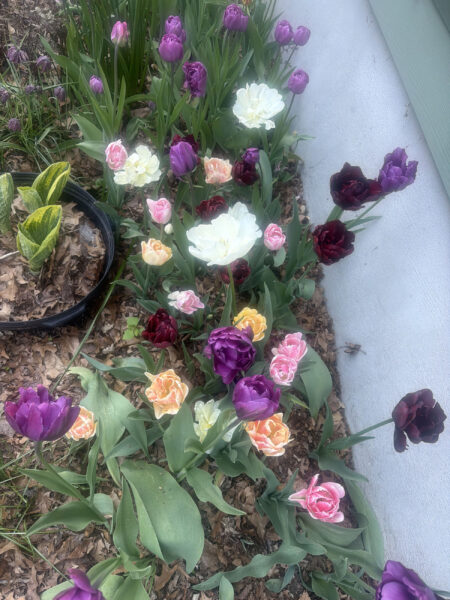 Spring bulbs are one of the greatest rewards in gardening. After a long New England winter, these incredible flowers emerge with vibrant colors, unique textures, and joyful energy that instantly transforms a garden.