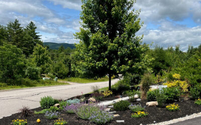 Gardens Installed in North Conway, NH Progress Report