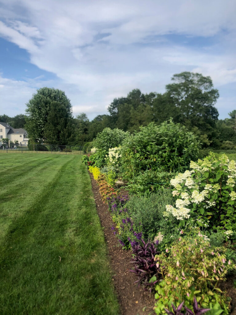 Annual Gardens in Westford, MA - Year 2 Progress Report Care by Greenleaf's Garden Design Growth and Health: The garden showcases thriving annuals, including lush hydrangeas and vibrant phlox, with coleus adding striking variegated foliage. Consistent care has supported robust growth and abundant blooms.