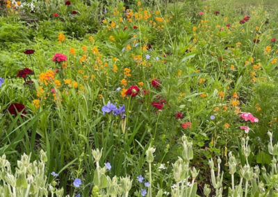 Wildflower Garden Maintenance in Littleton, MA.