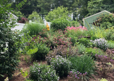 These 1-year-old Hudson, NH sun and shade gardens are looking marvelous!!
