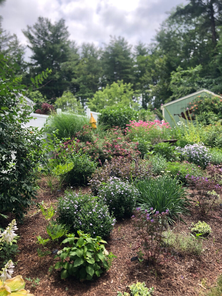 These 1-year-old Hudson, NH sun and shade gardens are looking marvelous!!