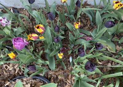 Spring bulbs are one of the greatest rewards in gardening. After a long New England winter, these incredible flowers emerge with vibrant colors, unique textures, and joyful energy that instantly transforms a garden.
