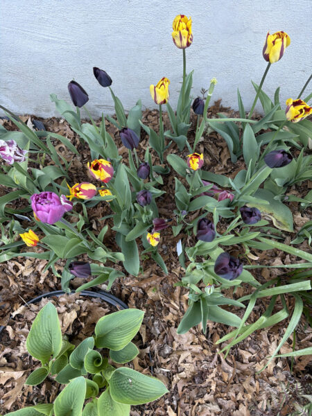 Spring bulbs are one of the greatest rewards in gardening. After a long New England winter, these incredible flowers emerge with vibrant colors, unique textures, and joyful energy that instantly transforms a garden.