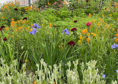 Wildflower Garden Maintenance in Littleton, MA.