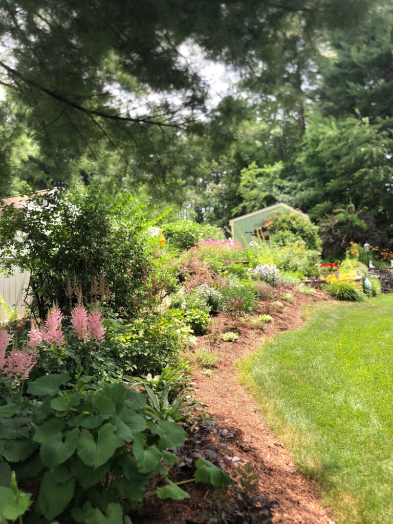 These 1-year-old Hudson, NH sun and shade gardens are looking marvelous!!