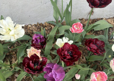 Spring bulbs are one of the greatest rewards in gardening. After a long New England winter, these incredible flowers emerge with vibrant colors, unique textures, and joyful energy that instantly transforms a garden.