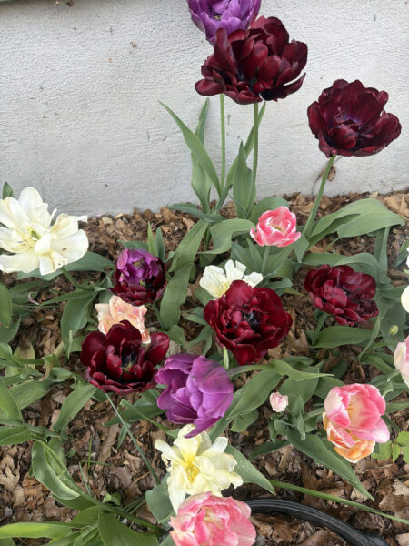 Spring bulbs are one of the greatest rewards in gardening. After a long New England winter, these incredible flowers emerge with vibrant colors, unique textures, and joyful energy that instantly transforms a garden.