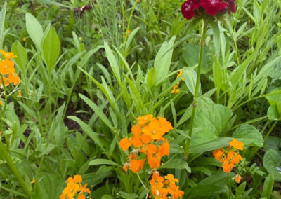 Wildflower Garden Maintenance in Littleton, MA.