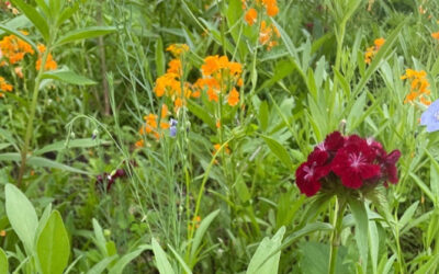 Wildflower Garden Maintenance in Littleton, MA.