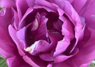 Spring bulbs are one of the greatest rewards in gardening. After a long New England winter, these incredible flowers emerge with vibrant colors, unique textures, and joyful energy that instantly transforms a garden.