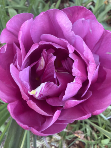 Spring bulbs are one of the greatest rewards in gardening. After a long New England winter, these incredible flowers emerge with vibrant colors, unique textures, and joyful energy that instantly transforms a garden.