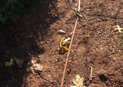 Tree and Shrub Planting in Litchfield, NH.