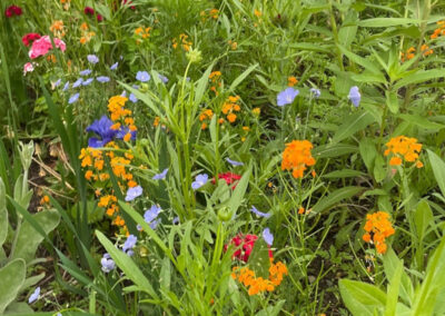 Wildflower Garden Maintenance in Littleton, MA.