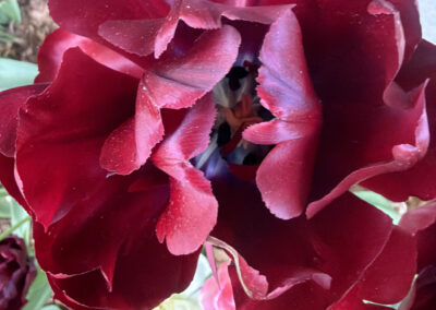 Spring bulbs are one of the greatest rewards in gardening. After a long New England winter, these incredible flowers emerge with vibrant colors, unique textures, and joyful energy that instantly transforms a garden.