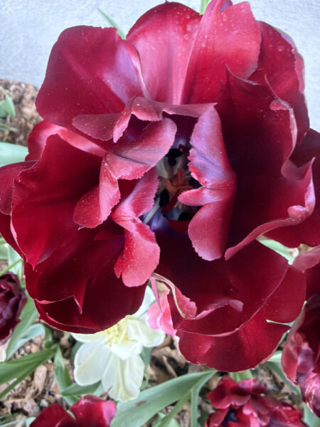 Spring bulbs are one of the greatest rewards in gardening. After a long New England winter, these incredible flowers emerge with vibrant colors, unique textures, and joyful energy that instantly transforms a garden.