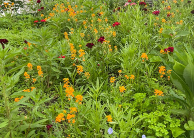 Wildflower Garden Maintenance in Littleton, MA.