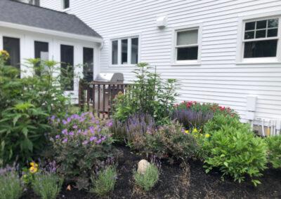 Garden Installation in Amherst, NH Progress Report We returned to visit this one-year-old Purple Amherst, NH Garden and the results are good!