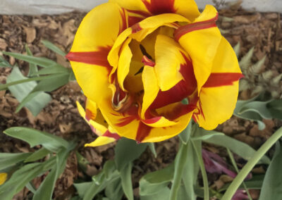 Spring bulbs are one of the greatest rewards in gardening. After a long New England winter, these incredible flowers emerge with vibrant colors, unique textures, and joyful energy that instantly transforms a garden.