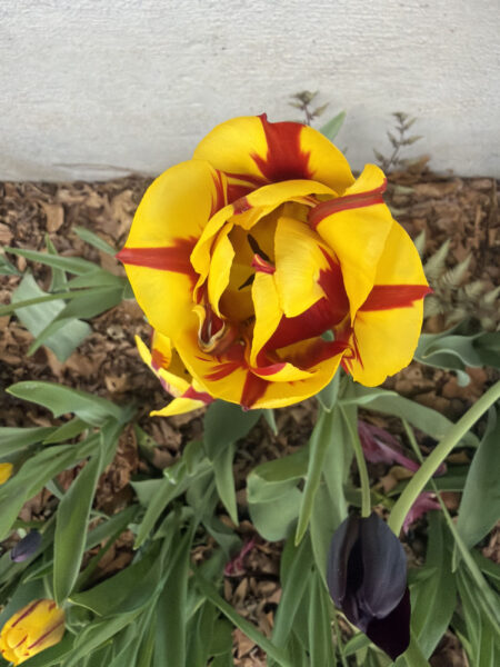 Spring bulbs are one of the greatest rewards in gardening. After a long New England winter, these incredible flowers emerge with vibrant colors, unique textures, and joyful energy that instantly transforms a garden.