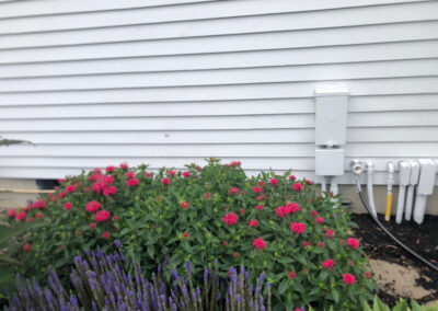 Garden Installation in Amherst, NH Progress Report We returned to visit this one-year-old Purple Amherst, NH Garden and the results are good!